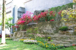 九龍坡 開展城市提升春季行動(dòng),打造高品質(zhì)園林綠化景觀