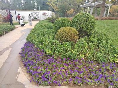 【58同城】綠蘿