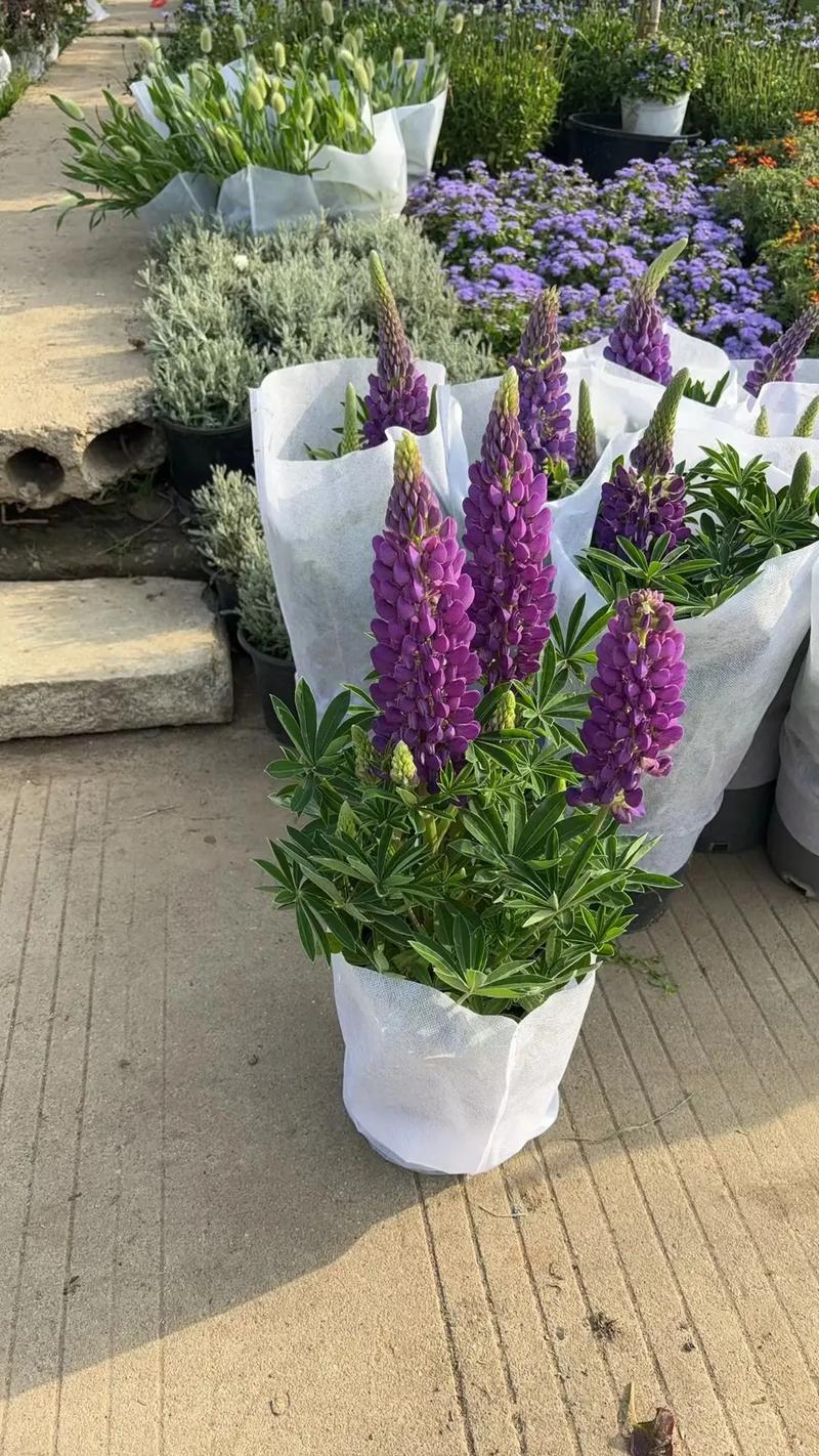 園林綠化工程苗木人 #全網(wǎng)搜索苗木有緣人 廠房綠化設(shè)計施工