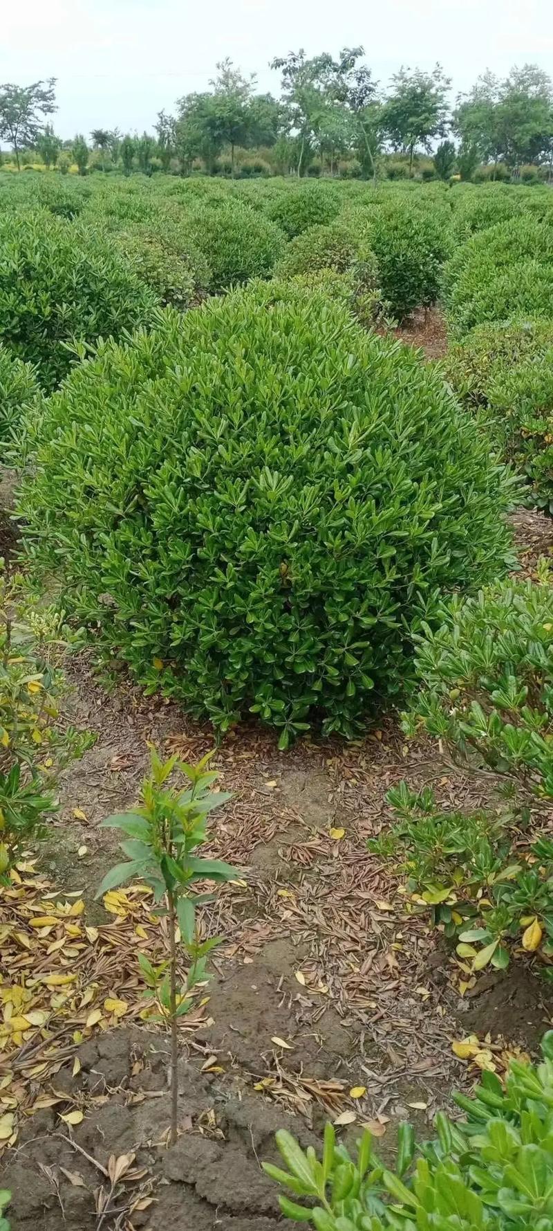 園林綠化工程苗木人 #全網搜索苗木有緣人 廠房綠化設計施工