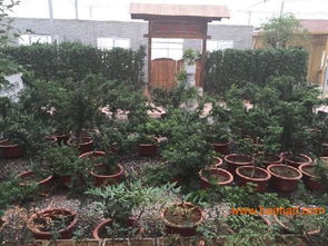 淄博園林綠化 淄博園林景觀施工 淄博園林設計, 淄博園林綠化 淄博園林景觀施工 淄博園林設計生產廠家, 淄博園林綠化 淄博園林景觀施工