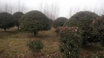 遼寧石榴樹 郯城縣澤誠(chéng)苗木種植 石榴樹多少錢